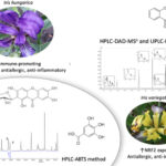 Публікація статті "Qualitative and Quantitative Analysis of Ukrainian Iris Species: A Fresh Look on Their Antioxidant Content and Biological Activities" у журналі, що індексується наукометричними базами Scopus та Web of Science